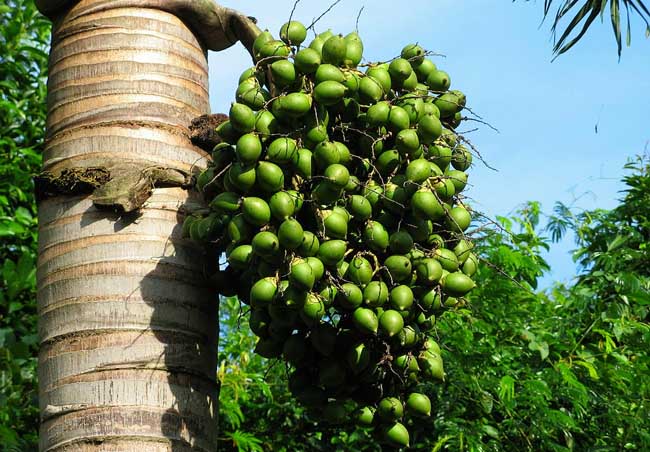 Tropical crops